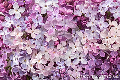 Floral background of Ñolorful tiny flowers of Lilac. Flat lay. Top view Stock Photo
